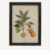 Botanical Orange Wall Art