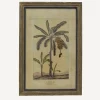 Botanical Wall Art Species A